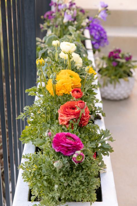 The Mini Rainbow Garden of Your Dreams - Oh Joy! Rainbow Garden Ideas, Small Garden Box Ideas, Colourful Garden Ideas, Rainbow Flower Garden, Mini Flower Garden, Flower Pots Ideas, Spring Containers, Spring Flowers Garden, Deck Planter Boxes