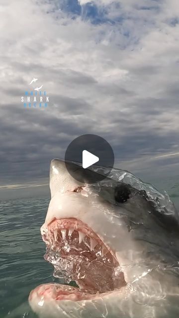 Scary Shark Pictures, Shark Photography, Largest Great White Shark, Great White Shark Teeth, Conveyor Belt, White Sharks, Great White Shark, Great White, Shark Teeth