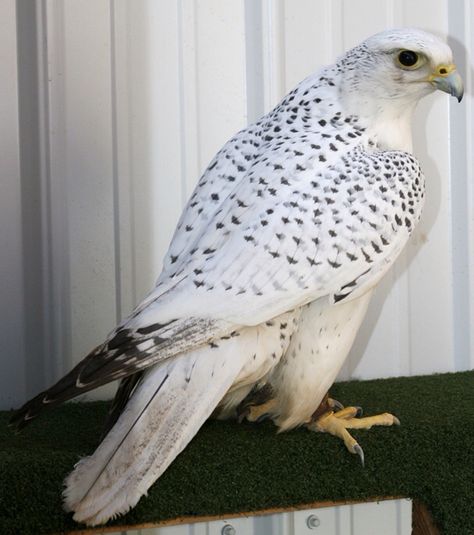 Gyrfalcons will blow your mind. Falcon Art, White Falcon, Albino Animals, Peregrine Falcon, Rare Birds, Rare Animals, Rare Breed, White Bird, Exotic Birds