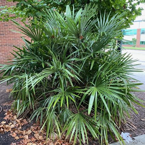 Needle Palm Brings Easy-Care Flair to Southern Gardens - FineGardening Palm Trees For Sale, Needle Palm, Cold Hardy Palm Trees, Southern Gardens, Front Landscape, Texas Landscape, Southern Garden, Garden Shrubs, Fine Gardening