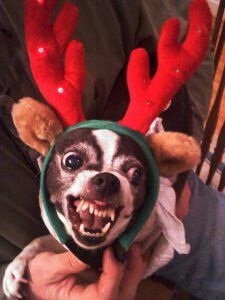 Lol Funny Christmas Profile Pics, Cursed Christmas Images, Funny Dog Christmas Pictures, University Lifestyle, Dog Christmas Pictures, Funny Reindeer, Christmas Pets, Reindeer Dog, Dog Xmas