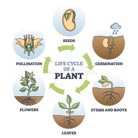 Plant Germination Chart, Plant Growing Chart, Seed Germination Drawing, Seed To Plant Life Cycles, Cycle Of Life Art, Life Cycle Of Flower, Plant Cycle For Kids, Seed Germination Chart, Seed Diagram