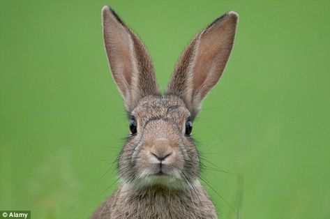 European rabbits, like this one, have been declining across Europe due to disease, hunting and loss of habitat Rabbit Anatomy, Rabbit Artwork, Head Anatomy, Rabbit Pictures, Rabbit Photos, Rabbit Run, Wild Rabbit, Rabbit Head, Animal Anatomy