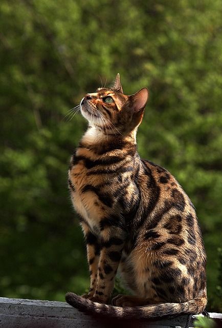 Download free HD stock image of Cat Bengal Bengal Cats, Cat Photography Reference, Bengal Aesthetic, Cat Reference Photo, Bengal Cat Painting, Bengal Cat Photography, Bengal Cat Aesthetic, Cat Bengal, Warrior Cats Photography