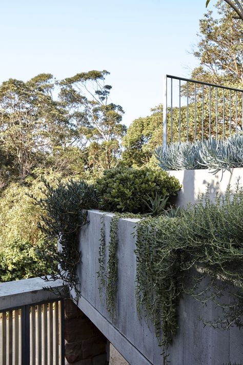 Natural Light and Treetop Views Suffuse This Taoist-Inspired Sydney Home - Dwell Madeleine Blanchfield, Anson Smart, Modern Yard, Cucumber Trellis, Modern Outdoor Spaces, Green Roofs, Planter Beds, Landscape Inspiration, Garden Inspo