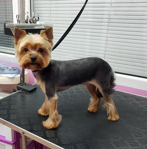 Shaved Yorkie Haircut, Male Yorkie Haircut, Short Yorkie Haircut Summer, Shaved Yorkie, Yorkshire Haircut, Short Yorkie Haircut, Yorkie Teddy Bear Cut, Yorkie Cut, Yorkie Puppy Cut