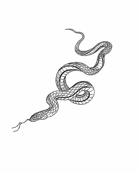 Long Snake Tattoo Design, Long Snake Tattoo, Snake Sketch Tattoo, Line Snake Tattoo, Fine Line Snake Tattoo, Snake Sketch, Long Snake, Snake Tattoo Design, Sketch Tattoo