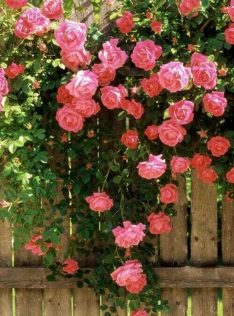 Pink Roses Rose Seeds, Garden Vines, Wallpaper Flower, Climbing Vines, Climbing Roses, Beautiful Rose Flowers, Home Flowers, Rose Wallpaper, Country Gardening