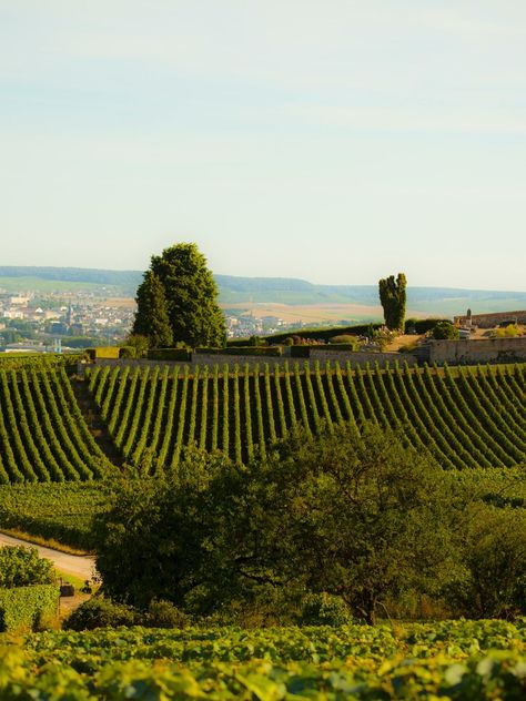 Champagne Houses France, Champagne France Aesthetic, Epernay France Champagne, Reims France Champagne, Champagne France Travel, France Winery, Provins France, Champagne Region France, Epernay France