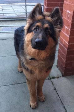 David Berkowitz, Dog German, Black German Shepherd, Gsd Puppies, Yorkshire Terrier Puppies, Dream Dog, Shepherd Dogs, Puppies Funny, Shepherd Puppies