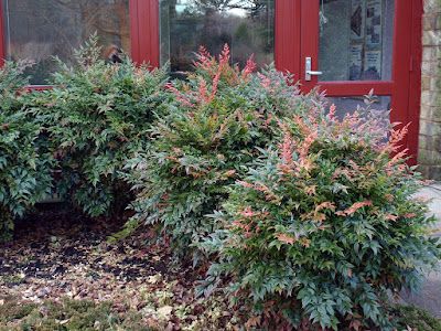 Nandina Plant, Heavenly Bamboo, Bamboo Care, Chelsea Garden, Gulf Stream, Foundation Planting, Small White Flowers, Wall Garden, Free Plants