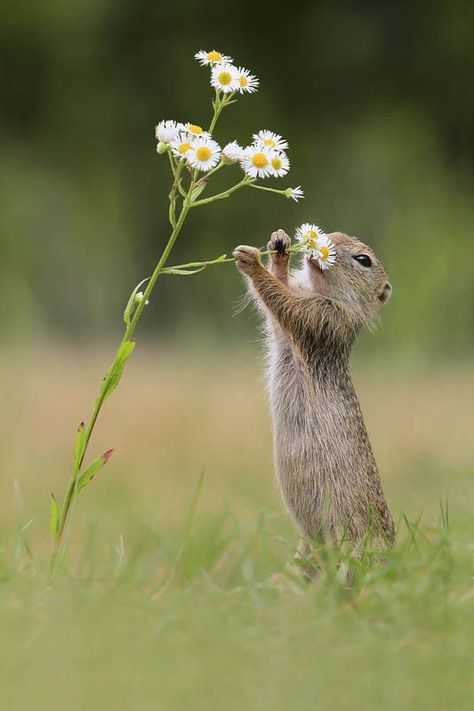 20 Adorable Photos of Animal Smell Flowers Photos Animals, Ground Squirrel, 웃긴 사진, Appaloosa, Amazing Animals, Quarter Horse, Cute Animal Pictures, Cute Creatures, Sweet Animals