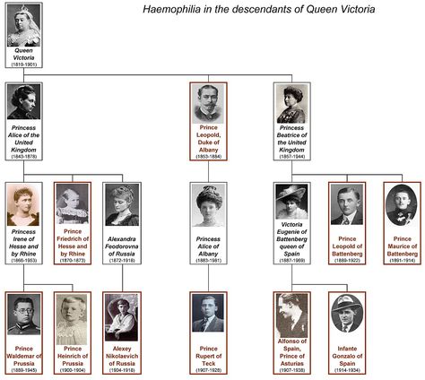 Haemophilia in European royalty - Wikipedia Windsor Family Tree, Queen Victoria Family Tree, Victoria Family Tree, Family Chart, Queen Victoria Family, Queen Victoria Prince Albert, Victoria Prince, Royal Family Trees, Royal Blood