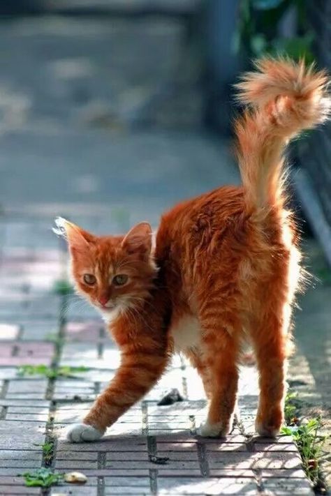 Ginger Tom Cat, Scared Cat Drawing, Cat Poses, Cat References, Scared Cat, Warrior Cat Drawings, Cat Reference, Forest Cat, Cat Pose