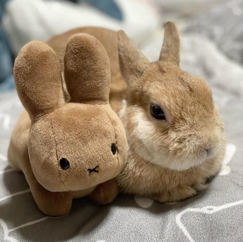 Funny Bunny Pics, Bunny Pfp, Tan Bunny, Two Bunnies, Bunny Stuffed Animal, Brown Rabbit, Pet Bunny Rabbits, Brown Bunny, Cute Bunny Pictures