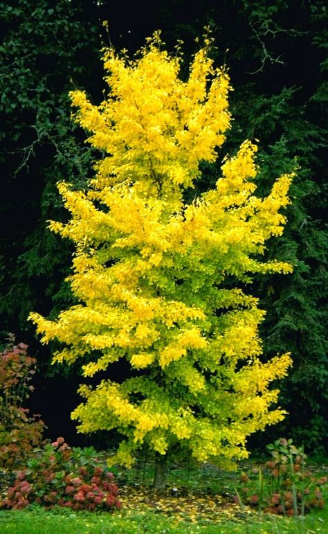 Ginkgo biloba 'Autumn Gold' Maidenhair Tree, Conifers Garden, Fairy Garden Plants, Ginkgo Tree, Tree Nursery, Modern Garden Design, Garden Shrubs, Ornamental Trees, Ginkgo Biloba