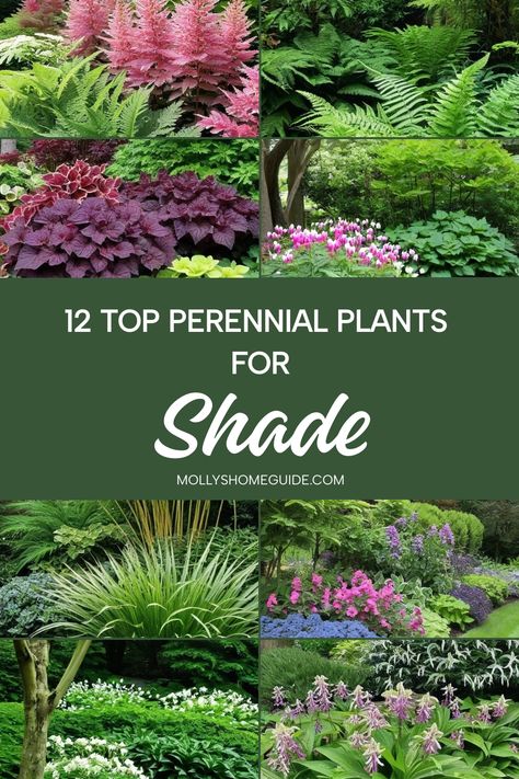 Discover a stunning array of shade-loving perennials that will thrive in your garden. From the best perennial plants for shade to long-blooming varieties, these beautiful options are perfect for shady gardens. Explore tough plants for dry shade and perennials that do well in heavy clay soil. Create a breathtaking shade garden with our selection of mind-blowing plants that flourish even in the shadiest spots. Shade Loving Outdoor Plants, Front Yard Landscaping For Shaded Area, Shade Loving Landscaping Ideas, Plants Good In Shade, Plants For Shadow Garden, Plants Shade Outdoor, Shade Garden Ideas Side Of House, Shadow Flowers Garden, Shade Loving Bushes