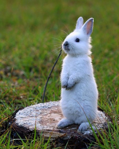 Standing Tall #Rabbits Cute Bunny Pictures, Bunny Pictures, Little Critter, Woodland Creatures, White Rabbit, Animal Planet, Cute Bunny, Animals Friends, Beautiful Creatures