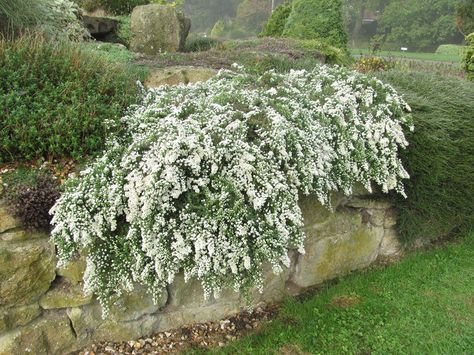 Aster ericoides prostratus Aster Ericoides, Aster Plant, Fae Garden, Small White Flowers, Kitchen Garden, Cottage Core, Fairy Garden, Garden Plants, Perennials