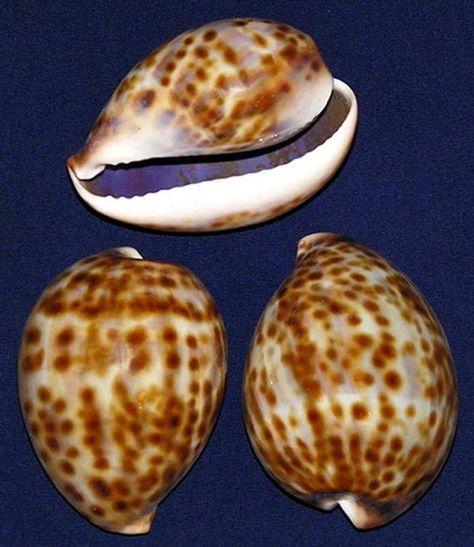 "Cypraea Tiger Cowrie Seashell 2\"-2-1/2\" (2 Shells)" Tiger Cowrie Shell, Seashell Identification, Shell Display, Cowry Shell, Ocean Treasures, Sea Snail, Nautilus Shell, Cowrie Shell, Natural Light