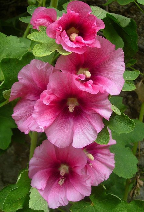 Hollyhocks Flowers, Flowers To Paint, Beauty Flowers, Rose Of Sharon, Watercolor Flower Art, Flower Photography, Flower Art Painting, Favorite Flowers, Watercolor Flower