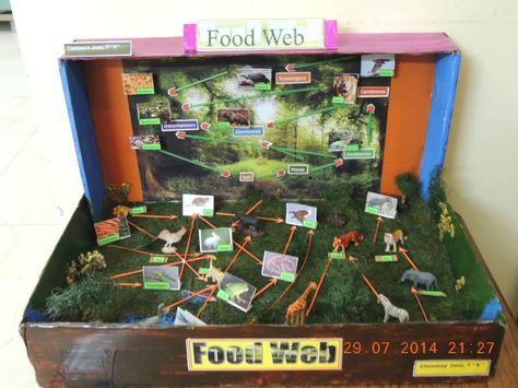 Food web .project by chinmay.  Best out if waste. Food Web Projects Ideas, Food Web Poster Project, Food Web Project, Food Webs Projects, Ecosystem Activities, Polar Bears Activities, Food Web Activities, Biology Project, Ecosystems Projects