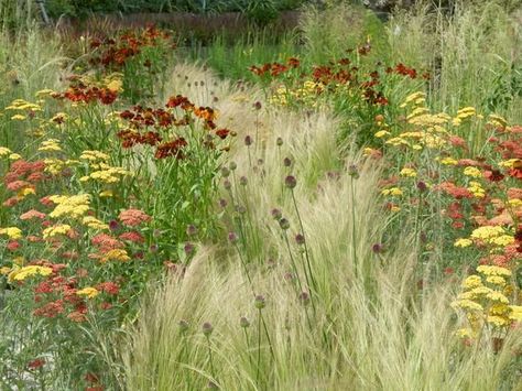 This traditional prairie planting consists of fiery Achillea and Rudbeckia and airy Stipa tenuissima, which creates movement as it sways in the wind. Influenced by American prairies, this style is popular due to its spectacular display of brightly colored flowers, low maintenance, and drought tolerance. Prairie Planting, Plant Combos, Planting Combinations, Hgtv Garden, Piet Oudolf, Prairie Garden, Meadow Garden, Planting Design, Grasses Garden