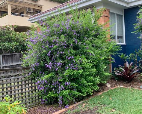 Duranta repens Duranta Erecta, Bamboo Seeds, Rose Seeds, Blue And Purple Flowers, Home Gardening, Tree Seeds, Ornamental Trees, Evergreen Shrubs, Lilac Flowers