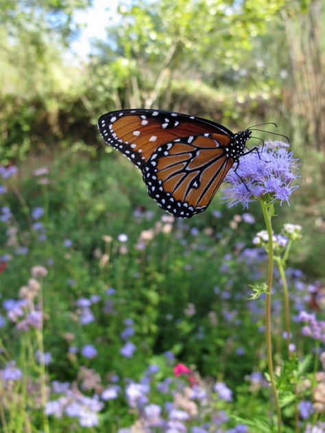 Butterfly on Ageratum in a wildflower meadow Solarpunk Aesthetic, Butterfly Meadow, Wildflower Meadow, Flower Meadow, Butterfly Images, Garden Makeover, Beautiful Outdoor Spaces, Spring Wallpaper, Butterfly Kisses