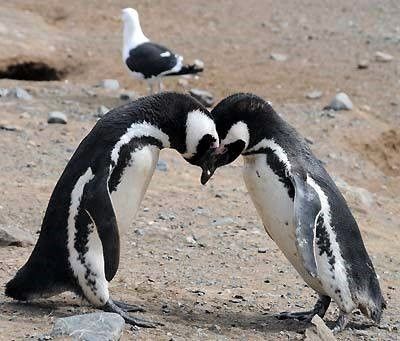 Magellanic Penguin, Bird Breeds, Detroit Zoo, Penguin Species, Toronto Zoo, African Penguin, Boulder Beach, Ushuaia, Charles Darwin