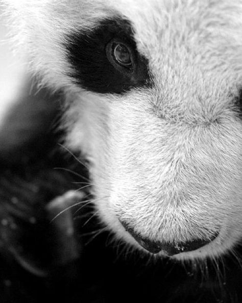 by crimebydesign Wallpapers Panda, Panda Aesthetic, Panda Photography, Dragons Tattoo, Baby Panda Bears, Insect Photography, Studio Photography Fashion, Albino Animals, Photography Decor