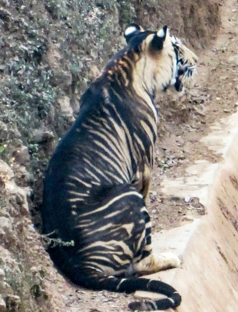 Rare black tiger caught on camera by lucky photographer as just SIX now known to exist in the wild Melanistic Animals, Black Tiger, Black Tigers, Extinct Animals, Rare Animals, Pretty Animals, A Tiger, Weird Animals, Exotic Pets