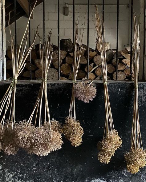 Kate Coulson on Instagram: “Alliums bleached bone-dry for Christmas - - - #allium #driedflowers #englishgarden #countrygarden” Dried Allium Heads, Allium Giganteum, Allium Flowers, Head Display, Landscape Ideas, Country Gardening, English Garden, Macrame Plant Hanger, Plant Hanger