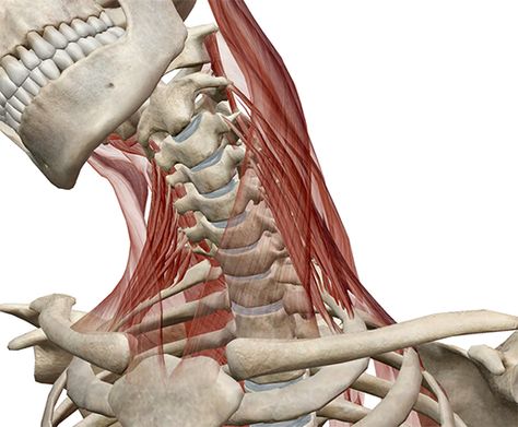 Vertebrae Anatomy, Neck Vertebrae, Muscles Anatomy, Thoracic Cavity, Head Muscles, Muscles Of The Neck, Massage Marketing, First Rib, Singing In The Car