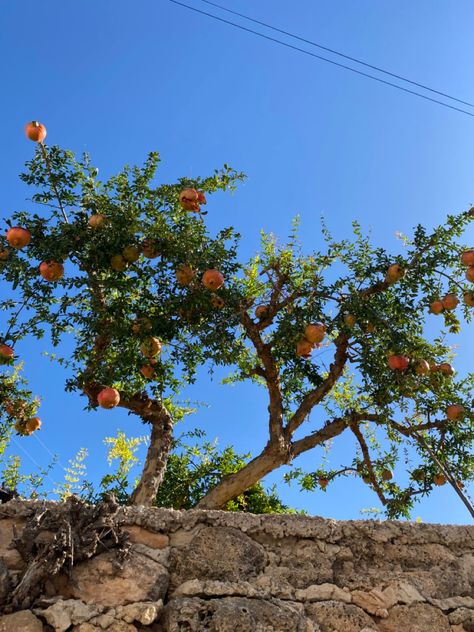 Pomegranate Tree Aesthetic, Pomagranet Tree, Mediterranean City, Pomegranate Tree, The Kite Runner, Italy Summer, Ap Art, Little Houses, Aesthetic Vintage