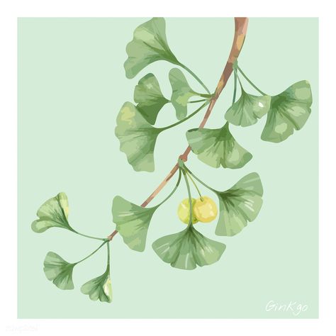 Ginkgo Design, Daisy Background, Hollyhocks Flowers, Free Illustration Images, Hand Images, Summer Illustration, Felt Leaves, Watercolor Projects, Ginkgo Biloba