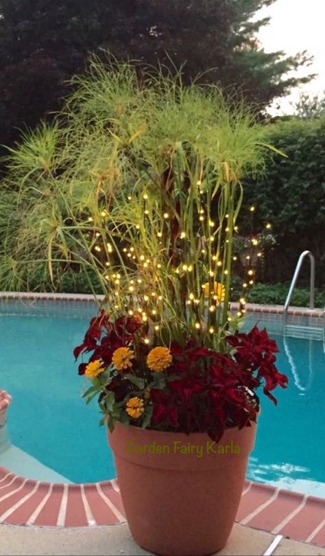 Poolside container gardens with King Tut, Purple Majesty, Coleus, Yellow Zinnias, White Vinca and LED light branches as multiple strikers!! GORGEOUS and romantic when it's the only light by the deep end of the pool!! #CreativeContainerGardens #ContainerGardens #PoolPlanters Garden Decorations Ideas, Pool Planters, Grass Patio, Exterior Door Colors, Door Makeover Diy, Lighted Branches, Grasses Garden, Outdoor Pots, King Tut