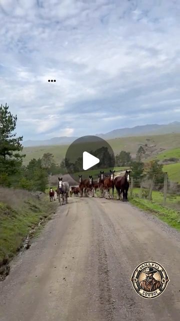 Cool Horses, Clysdale Horses, Clydesdale Horses Budweiser, Rare Horse Colors, Big Horse Breeds, Rare Horse Breeds, Four Horses, Rare Horses, Rare Dogs