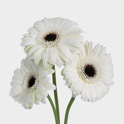 Gerbera White Cameron Highland, White Gerbera, Watercolor Wallpaper Iphone, Gerbera Flower, Gerbera Daisies, Flower Graphic Design, Birth Flower Tattoos, Wallpaper Earth, Putrajaya