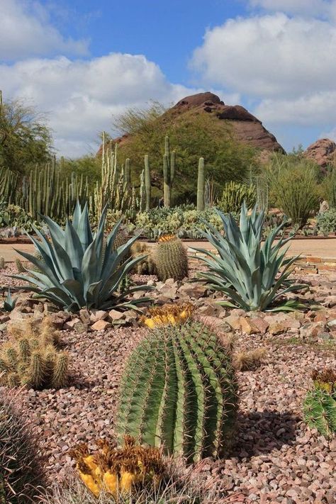 desert landscape Desert Garden Landscaping, Southwest Garden, Cactus Garden Landscaping, Garden Landscaping Ideas, Arizona Landscape, Desert Botanical Garden, Home Yard, Easy Landscaping, Desert Garden