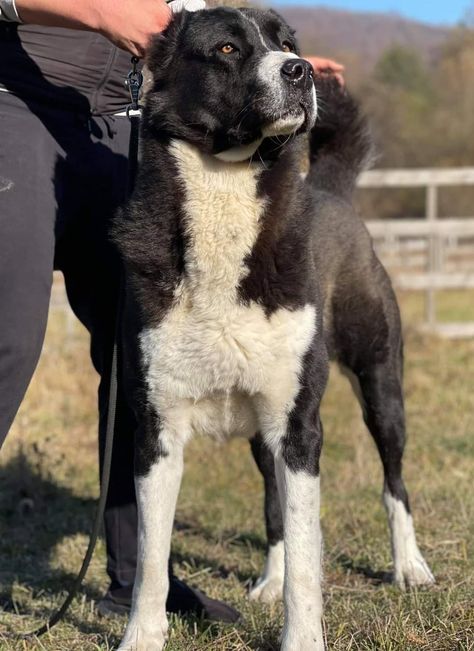 Breed ➡️ CENTRAL ASIAN SHEPHERD DOG From @titan Alabai Kennel 🇷🇴 🐶 Bruno 4 years old Ranch Dogs, Asian Shepherd Dog, Alabai Dog, Central Asian Shepherd, Dog Reference, Horse Poses, Types Of Dogs Breeds, Pretty Puppies, Guardian Dog