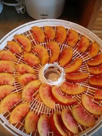 Dried Nectarine Recipes, Preserve Nectarines, Dehydrated Nectarines, Preserving Nectarines, Freezing Nectarines, Dried Nectarines, Dehydrating Peaches, Canning Nectarines, Dehydrated Peaches