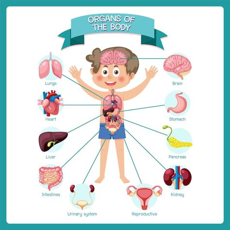 Internal Organs For Kids, Body Kindergarten, Organs Of The Body, Preschool Journals, Army Drawing, School Kids Activities, Roblox Face, Boy Body, Sistem Pencernaan