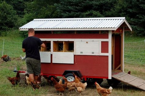 Mobile Layer Coops on Pinterest | Chicken Coops, Chicken Tractors and Trailers Chicken Coop Plans Free, Mobile Chicken Coop, Small Chicken Coops, Best Egg Laying Chickens, Cute Chicken Coops, Portable Chicken Coop, Chicken Tractors, Egg Laying Chickens, Chicken Coup