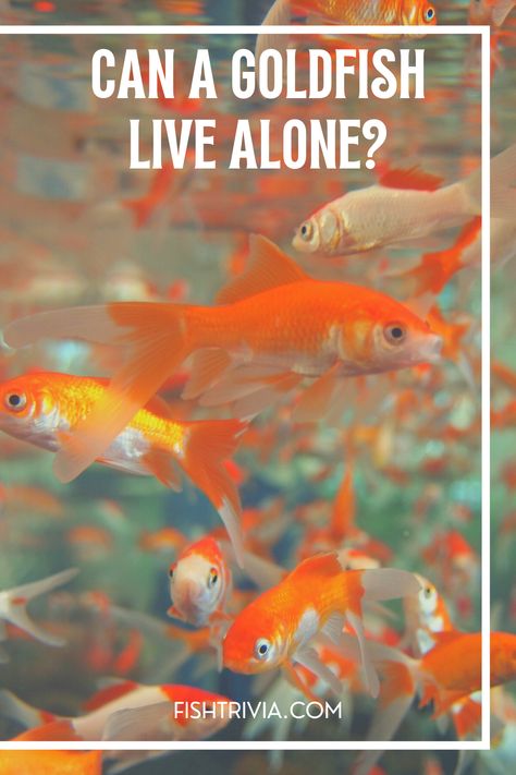 Can a solitary Goldfish survive? 10 Gallon Goldfish Tank, Goldfish Bowl Ideas, Gold Fish Tank Ideas, Goldfish Tank Aesthetic, Goldfish Aquarium Ideas, Goldfish Tank Ideas, Gold Fish Aquarium, Goldfish Aesthetic, Goldfish Care