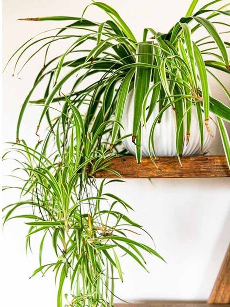 Plante dépolluante - source : spm Spider Plant Care, Best Bathroom Plants, Air Cleaning Plants, Growing Vines, Spider Plant, Ficus Elastica, Best Indoor Plants, Bathroom Plants, Climbing Vines