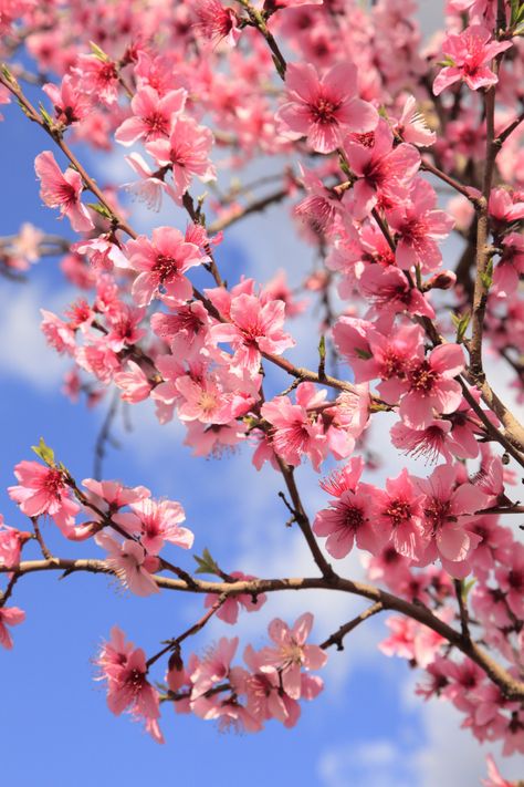 spring-peach-blossoms- Peach Flower Wallpaper, Peach Blossom Tree, Foxy Wallpaper, Pink Flamingo Wallpaper, Peach Blossom Flower, Christmas Lights Wallpaper, Zen Rock Garden, Blossom Wallpaper, Blue Floral Wallpaper