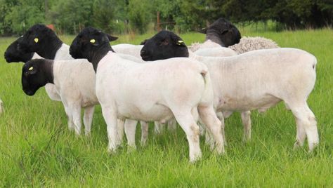 The Dorper is a South African breed of domestic sheep developed by crossing Dorset Horn and the Blackhead Persian sheep. Dorper Sheep, Animal Facts Interesting, Sheep Farming, Baa Baa Black Sheep, Natural Farming, Sheep Breeds, Dairy Goats, Counting Sheep, Cattle Farming