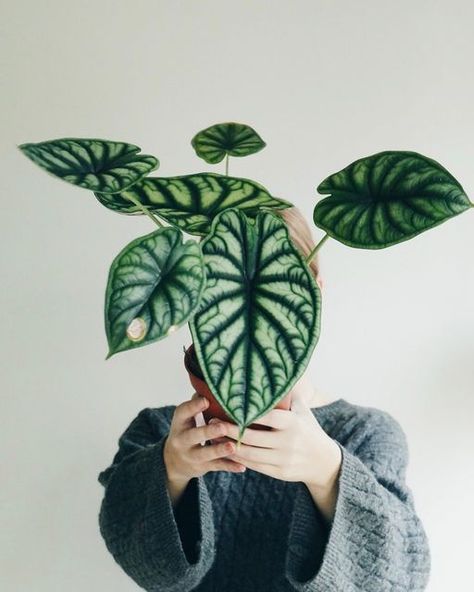 Plants by Helle 🪴 Amanda on Instagram: "Alocasia dragon scale is getting really big 🪴" Alocasia Baginda, Alocasia Silver Dragon, Alocasia Dragon Scale, Alocasia Plant, Pilea Peperomioides, Full Sun Plants, Paper Plants, Inside Plants, Potted Houseplants