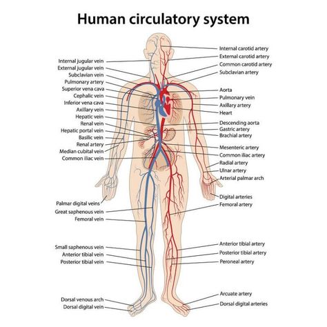 Circulatory System - The Definitive Guide | Biology Dictionary Circulatory System Diagram, Human Body Systems Projects, Body Systems Project, Human Circulatory System, Internal Carotid Artery, Subclavian Artery, Medical Assistant Student, Carotid Artery, Reflexology Chart